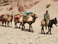 12 Camel Man Rides His Donkey Leading The Four Camels In Wide Shaksgam Valley Between Kerqin And River Junction Camps On Trek To K2 North Face In China.jpg